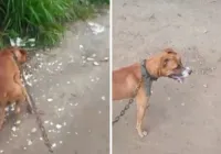 Crueldade: cachorro é morto com golpes de enxada na Bahia