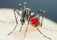 Dengue mata 121 pessoas na Bahia em 2024