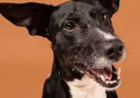 Dia Mundial do Cachorro: Conheça as 10 raças queridinhas no Brasil