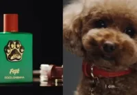 Dolce & Gabbana lança perfume de luxo para cães privilegiados