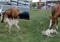 Égua entra em trabalho de parto em avenida de Salvador