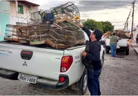 Entenda como o tráfico de animais silvestres traz riscos à saúde pública