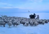 Entenda o que provocou frio extremo que congelou animais na Patagônia