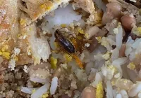 Estudante encontra barata em comida de restaurante de universidade