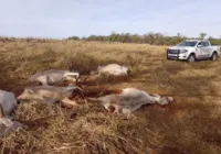 Fazendeiro é multado por deixar bois e vacas agonizando em pasto