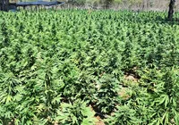 Força-tarefa desarticula indústria de produção de maconha em Irecê