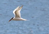 Gripe aviária: EUA têm primeiro caso sem contato direto com animal