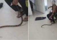 Homem captura jararaca que o picou e leva cobra para UPA; veja vídeo