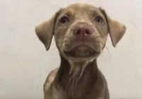 Homem espanca cadela filhote em ônibus e acaba preso