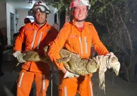 Jacaré de quase 2 metros é resgatado em jardim de casa na Bahia