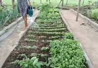 Liderança, responsabilidade, inovação e credibilidade, a síntese das mulheres agro brasileiras