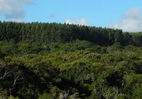 Missão Mata Atlântica imagem