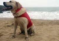 Primeiro cão salva-vidas do Brasil, Ice morre aos 14 anos