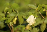 O maior plano mundial criando terras agricultáveis