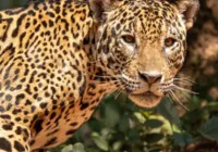 Onça-pintada Gaia morre em incêndios no Pantanal