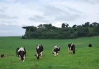 Pastagens sem os cuidados podem causar doenças nos rebanhos