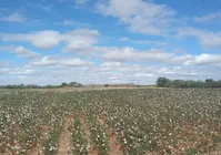 Pequenos produtores de algodão driblam dificuldades e geram renda