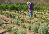 Agricultores são convocados para regularizar situação na Bahia