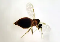 Saiba as diferenças entre o vetor da oropouche, pernilongo e Aedes imagem