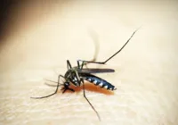 Salvador: Mais de 224 mil estão aptos a receber 2ª dose contra dengue