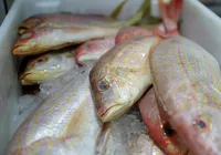 Semana do Pescado em Salvador mobiliza Ceasinha e colônias de pesca