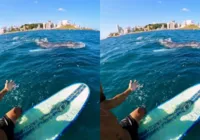 Surfista flagra baleia alimentando filhote na praia da Barra; veja