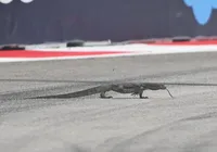 Treino do GP de Singapura é interrompido por invasão de lagarto; veja