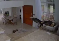 Vídeo: Carcará invade casa e assusta tutora de cadela