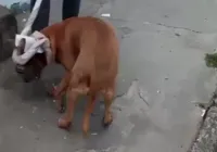 Vídeo: cachorro é baleado por agente da Guarda Municipal em Itapuã