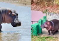 Zoológico de Salvador ganha novo hipopótamo; VÍDEO