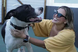 Tutores de animais podem ter direito a pensão - Imagem