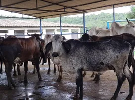 Associações querem ampliar variedade de raças de bovinos na Fenagro - Imagem