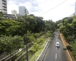 Árvore cai no Vale do Canela, em Salvador, e bloqueia trânsito