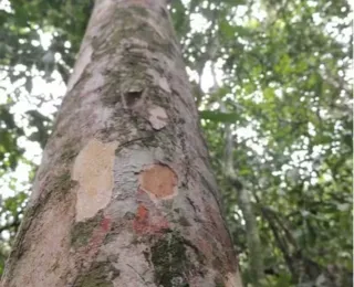 Árvore com apenas um exemplar no mundo é descoberta no Rio