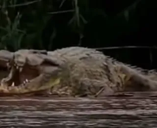 Assassino à prova de balas: crocodilo de '12 metros' aterroriza África