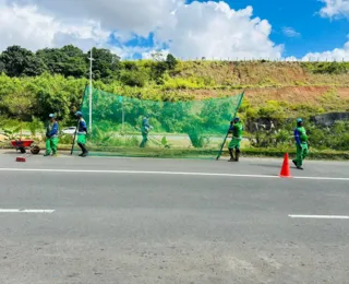 Avenidas de Salvador recebem serviços de capina e limpeza