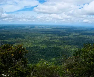 Bahia integra megaoperação contra o desmatamento