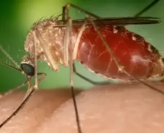 Bahia publica estudo sobre mortes por Febre Oropouche em periódico dos EUA