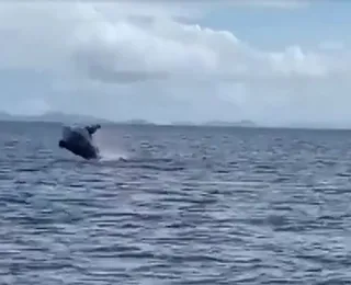 Baleia dá espetáculo na praia do Porto da Barra; assista