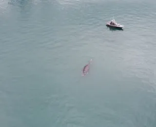 Baleia e filhote são vistos na área do Porto de Salvador