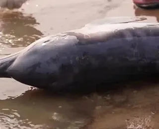 Botos são encontrados mortos no Lago Tefé por conta da seca