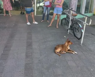 Cachorro fica 9 dias esperando pelo dono em unidade de saúde