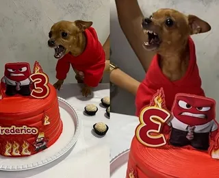 Cachorro ganha festa de aniversário de acordo com sua personalidade