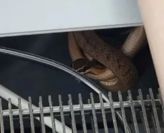 Cobra é encontrada dentro de bebedouro em escola de Feira de Santana