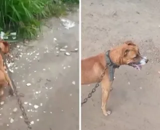 Crueldade: cachorro é morto com golpes de enxada na Bahia