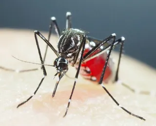 Dengue mata 121 pessoas na Bahia em 2024