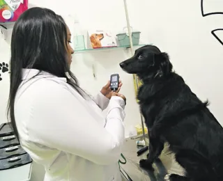 Diabetes altera a rotina de animais de estimação e tutores