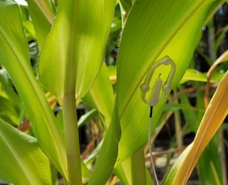 Dispositivo usa inteligência artificial para identificar necessidade  de água nas plantas