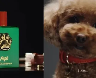 Dolce & Gabbana lança perfume de luxo para cães privilegiados