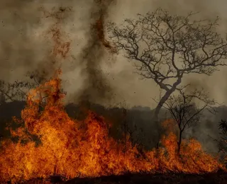 Editorial - Emergência ambiental